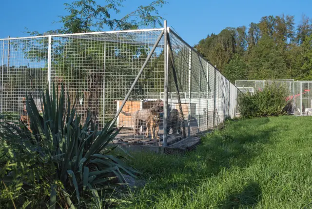 Grosszügiges Aussengehege für Hunde