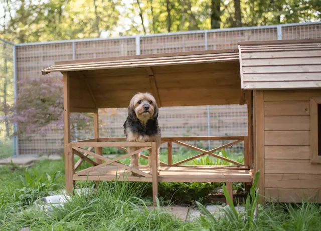 Hund auf der Veranda einer Holzhütte im Aussengehege