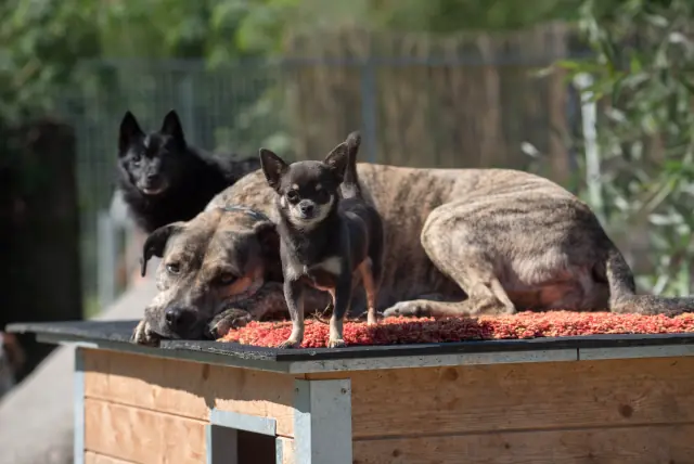 Hunde entspannen auf dem Dach einer Hundehütte in der Sonne