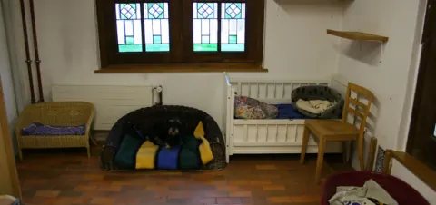 Heller Aufenthaltsraum mit Hundekörbchen