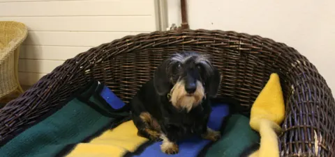 Hund im Korbbett mit Wolldecke