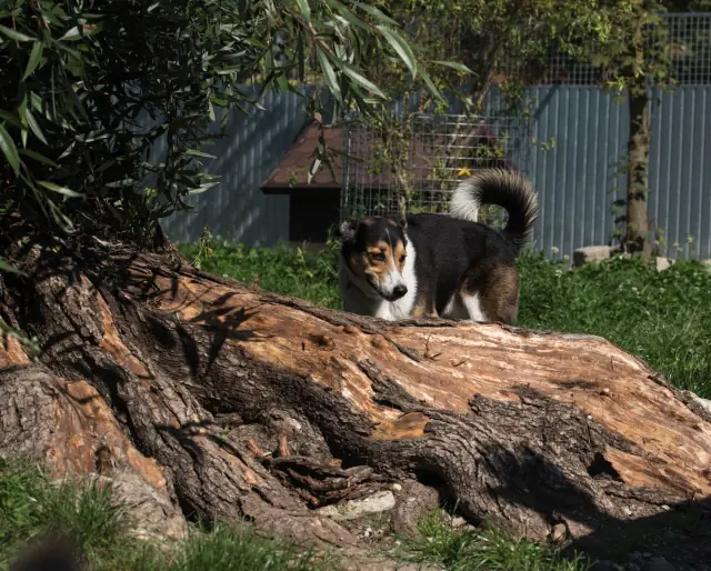 Hund auf einem alten Baumstamm im Freilauf