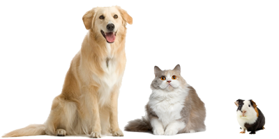 Hund, Katze und Meerschweinchen