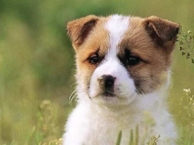 Hunde