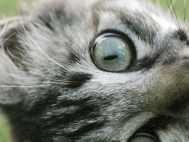 Katzen