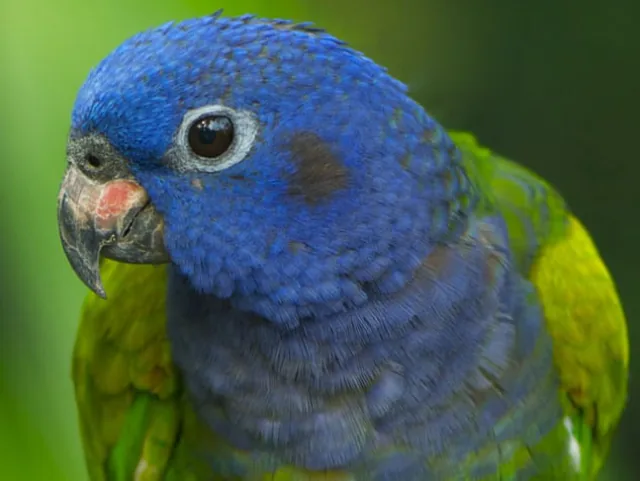 Vögel