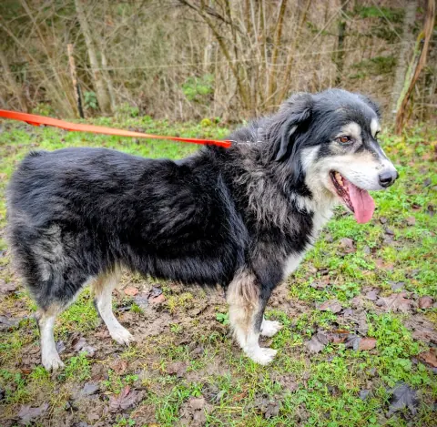 Bella, Mischlingshündin – Foto 2