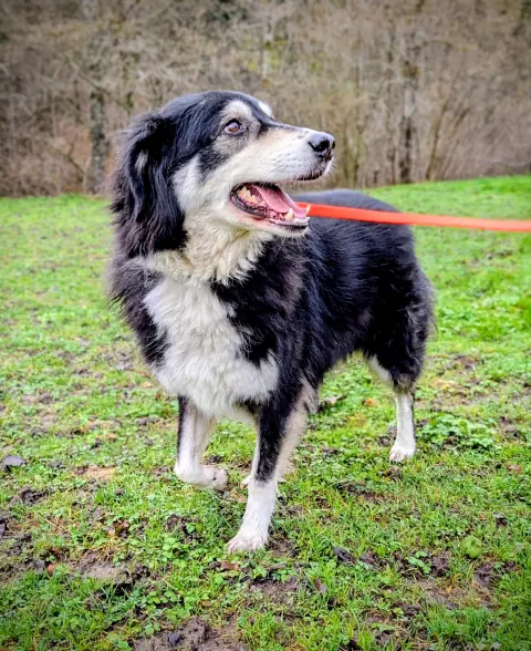 Bella, Mischlingshündin – Foto 3