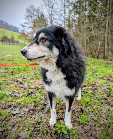 Bella, Mischlingshündin – Foto 4