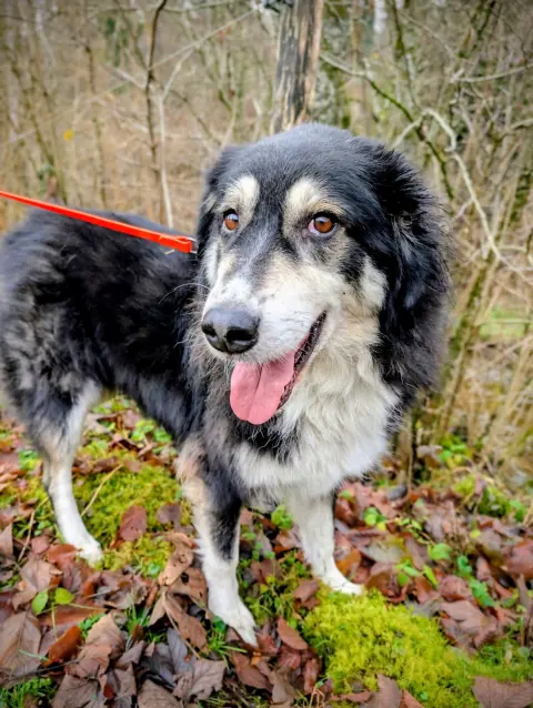 Bella, Mischlingshündin – Foto 5