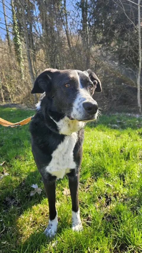 Diego – Mischlingsrüde