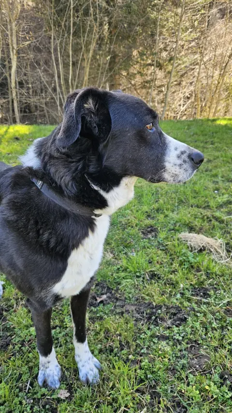 Diego, Mischlingsrüde – Foto 2