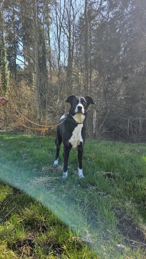 Diego, Mischlingsrüde – Foto 3