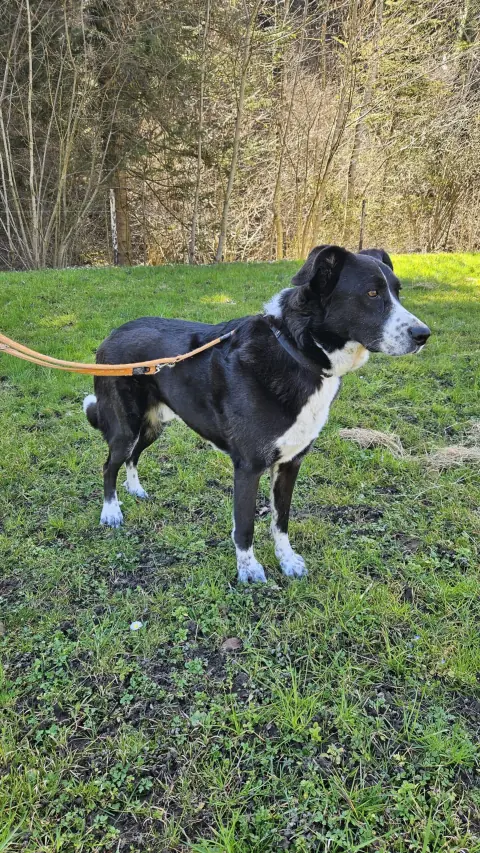 Diego, Mischlingsrüde – Foto 4