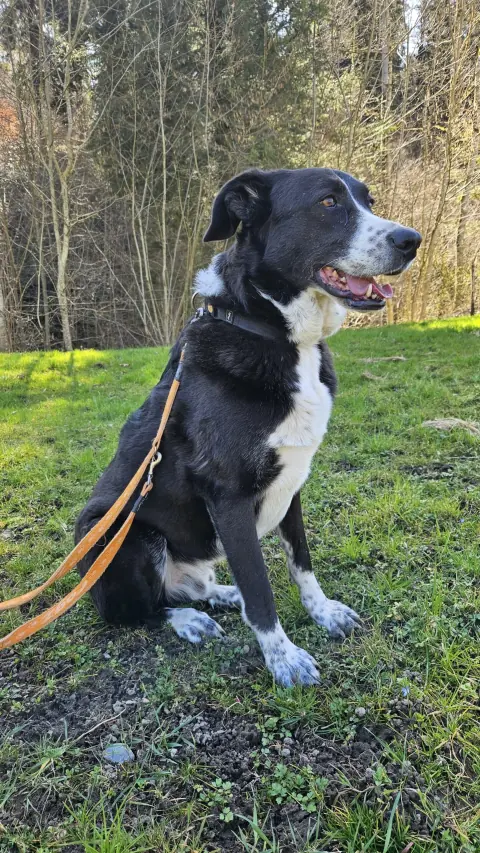 Diego, Mischlingsrüde – Foto 5