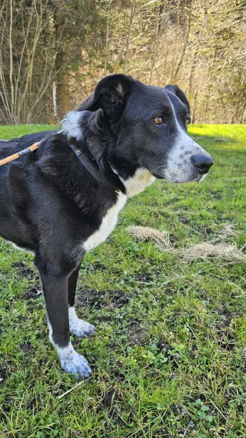 Diego, Mischlingsrüde – Foto 6