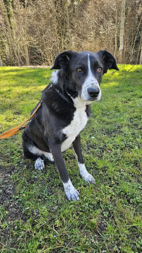Diego, Mischlingsrüde – Foto 7