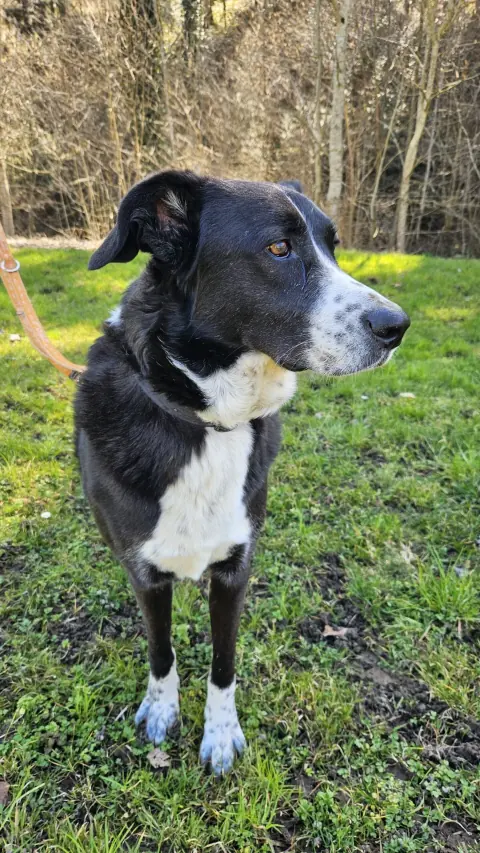 Diego, Mischlingsrüde – Foto 8