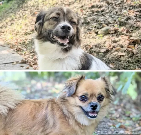 Glenn & Gina – Tibet-Spaniel-Mischlinge