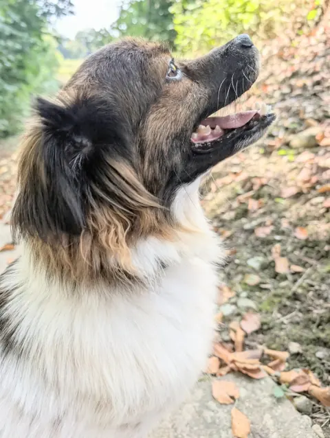 Glenn & Gina, Tibet-Spaniel-Mischlinge – Foto 10
