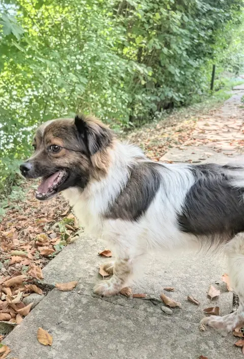 Glenn & Gina, Tibet-Spaniel-Mischlinge – Foto 3