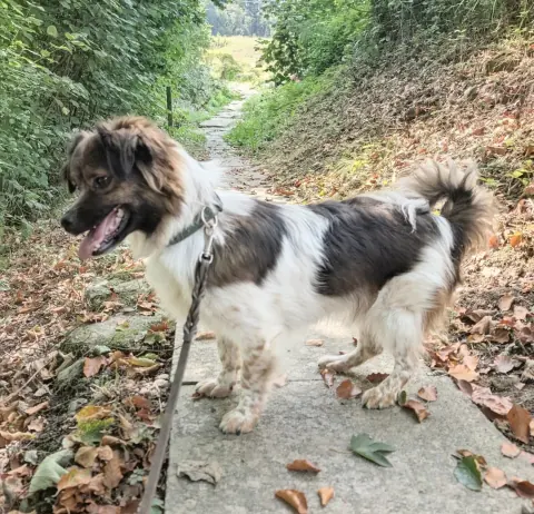 Glenn & Gina, Tibet-Spaniel-Mischlinge – Foto 5