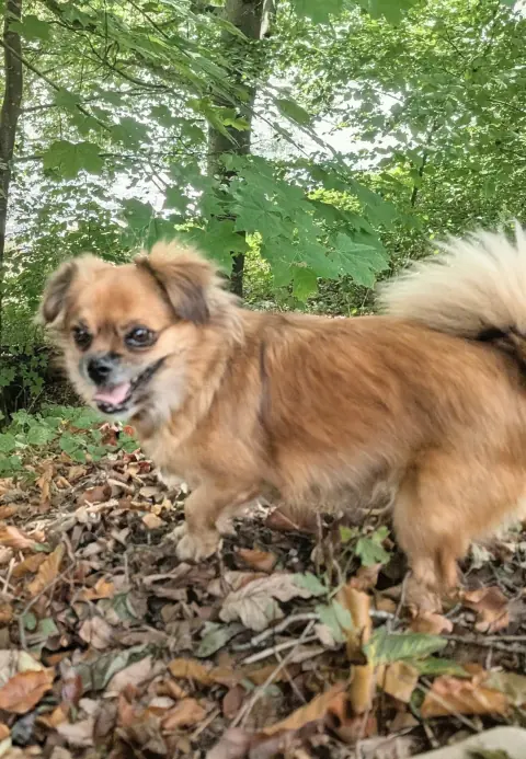 Glenn & Gina, Tibet-Spaniel-Mischlinge – Foto 7