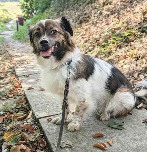 Glenn & Gina, Tibet-Spaniel-Mischlinge – Foto 9