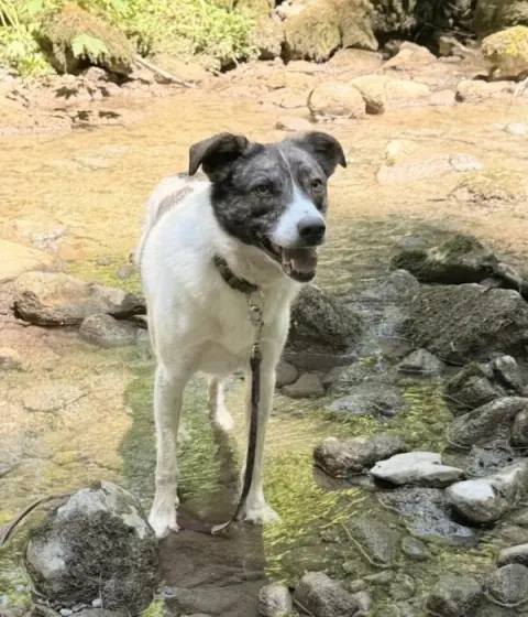 Igor, Mischlingsrüde – Foto 3