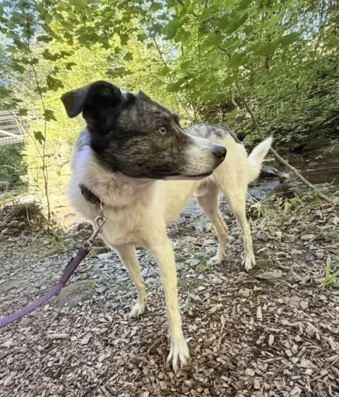 Igor, Mischlingsrüde – Foto 4